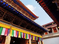 -塔尔寺菩提树