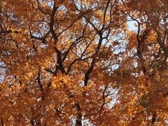 -五角枫生态旅游景区