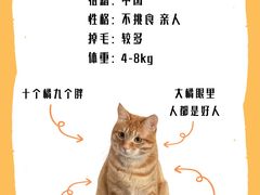 -lincat·猫舍(广州店)