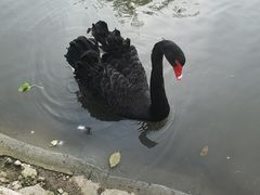 -鹅湖玫瑰文化园