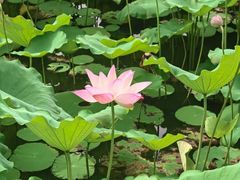 -荔湾湖公园