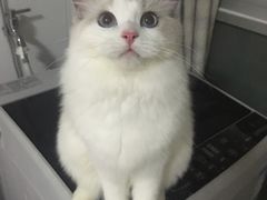 -Bastet sally猫舍购宠(静安店)
