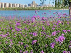 -咸阳湖景区
