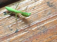 -宁波余姚老柿林山居度假村