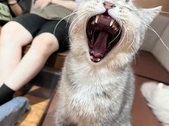 -MOCHA明星猫咖(田子坊店)