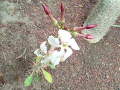 -南通洲际绿博园