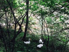 -郧西五龙河风景区