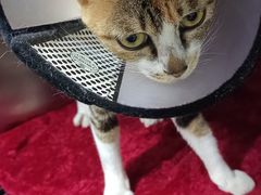 -瑞派动物医院·猫专科·至诚(江南中分院)