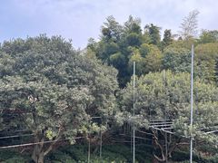 -树山生态村