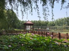 -微山湖红荷湿地景区
