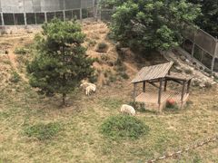 -石家庄市动物园