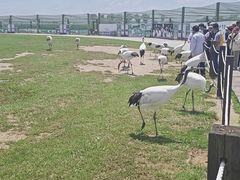 -盐城丹顶鹤湿地生态旅游区