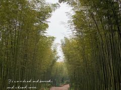 -蜀南竹海景区