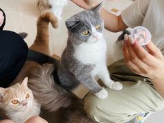 -Catmate·猫肥家润(金润铂宫店)