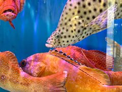 -好彩海鲜火锅饭店(银河百老汇店)