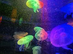 -太平洋海底世界