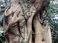 -风云岭森林公园