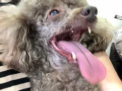 -BABYDOG宝贝狗宠物乐园(欧洲城店)