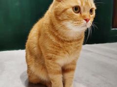 -猫儿山۰猫主题餐厅