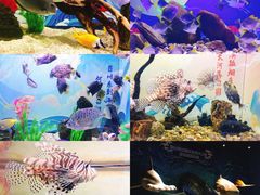 -烟台海昌鲸鲨海洋公园