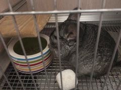 -美联众合动物医院·24h转诊中心