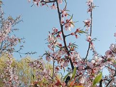 -桃花堤公园