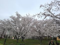 -苏州上方山国家森林公园