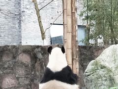 -都江堰中华大熊猫苑