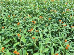 -广州市流溪河国家森林公园