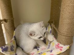 -lincat·猫舍(广州店)