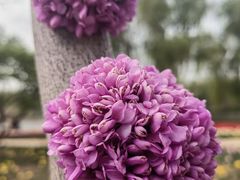 -石家庄市植物园