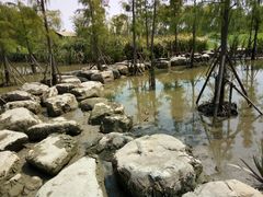 -上海长兴岛郊野公园