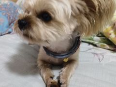 -宠福鑫康馨动物医院·骨科·眼科