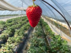 -胜丰草莓采摘园