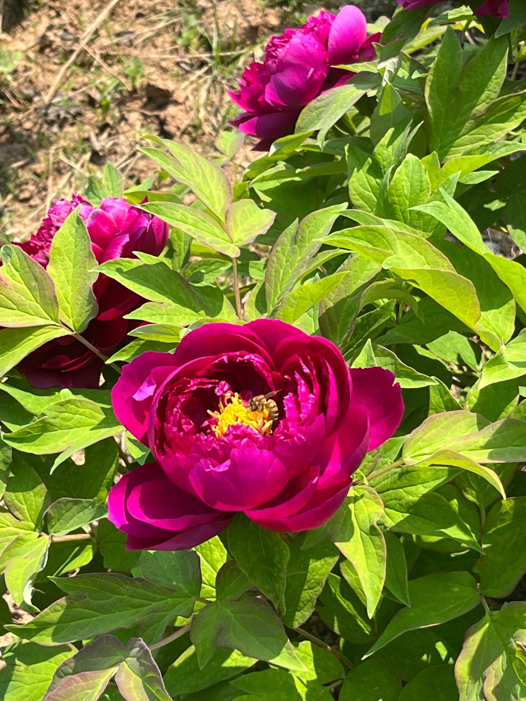 簸箕掌牡丹园花开了