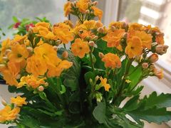 -朝来春花卉市场