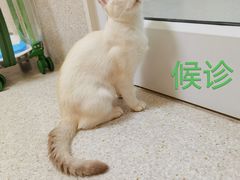 -谐和贝康宠物医院24小时·宠保定点(急重症转诊中心)