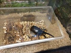 -上海大自然野生昆虫馆(东方明珠·爬宠昆虫探索中心)