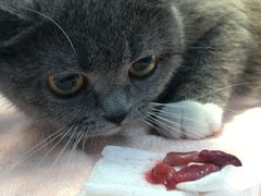 -瑞派动物医院·猫专科·至诚(江南中分院)