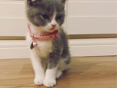 -Bastet sally猫舍购宠(静安店)