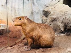 -Zoolung Zoolung动物主题公园(海信广场店)