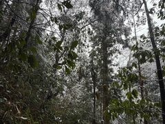 -天目山大树王景区