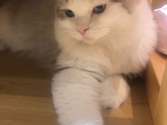 -滚猫咖啡·猫咖·猫友好撸猫(未来城店)