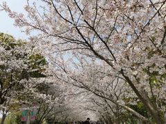 -高东镇樱花园