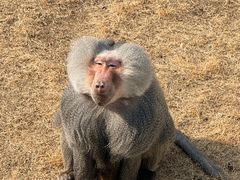 -西霞口神雕山野生动物世界