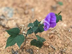 -田小狗的饭店(碧桂园店)