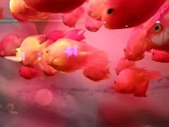 -重庆欢乐海底世界