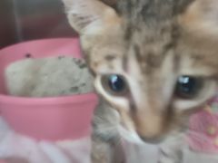 -东莞宠友24H宠物中心医院·转诊夜诊·异宠(新河北路院)