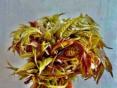 香椿-幸福万寿路果蔬生鲜便民菜站(翠微南里社区店)