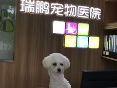-瑞鹏宠物医院·宠保定点·心脏科·内科(御桥分院)